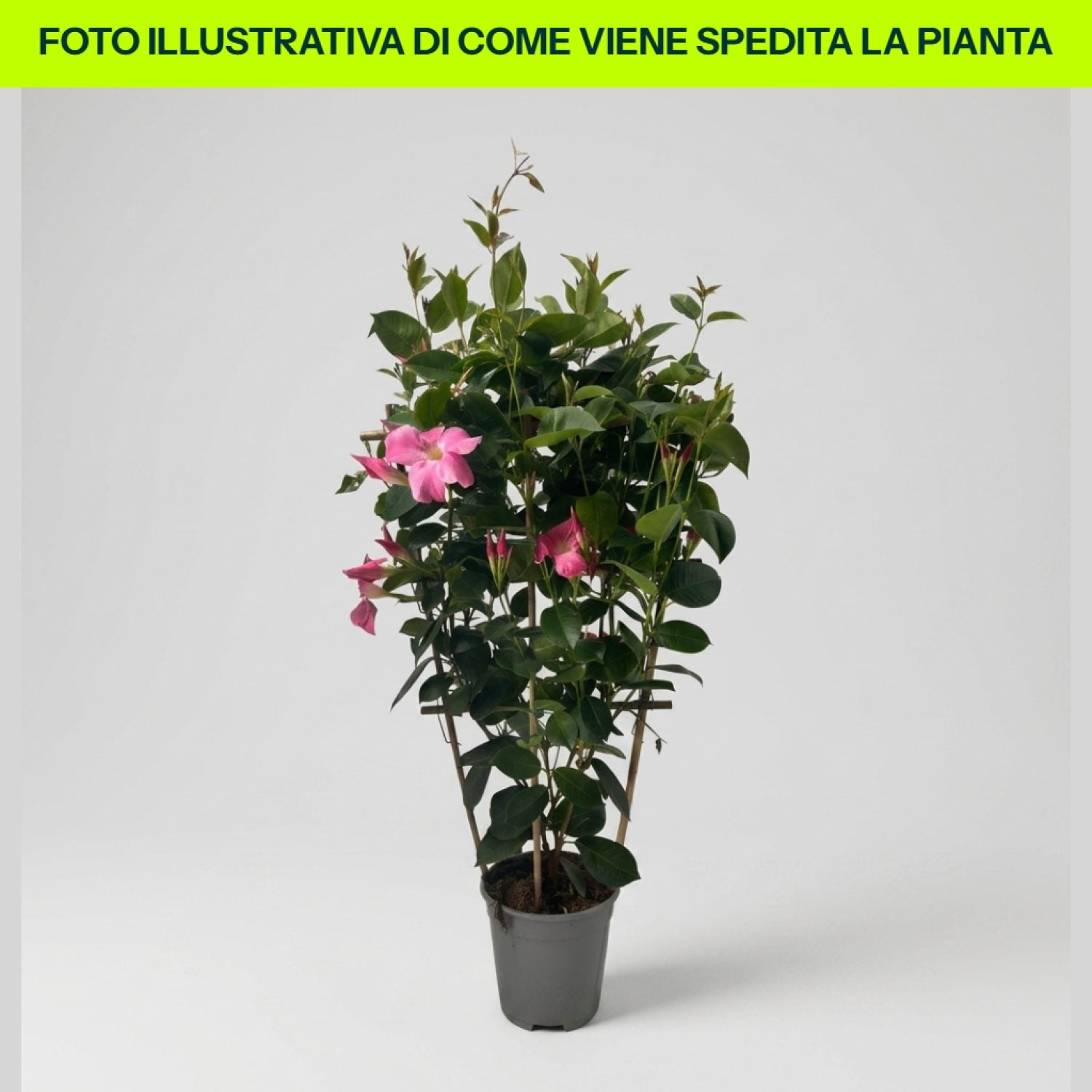 Dipladenia Rosa in vaso da 18cm