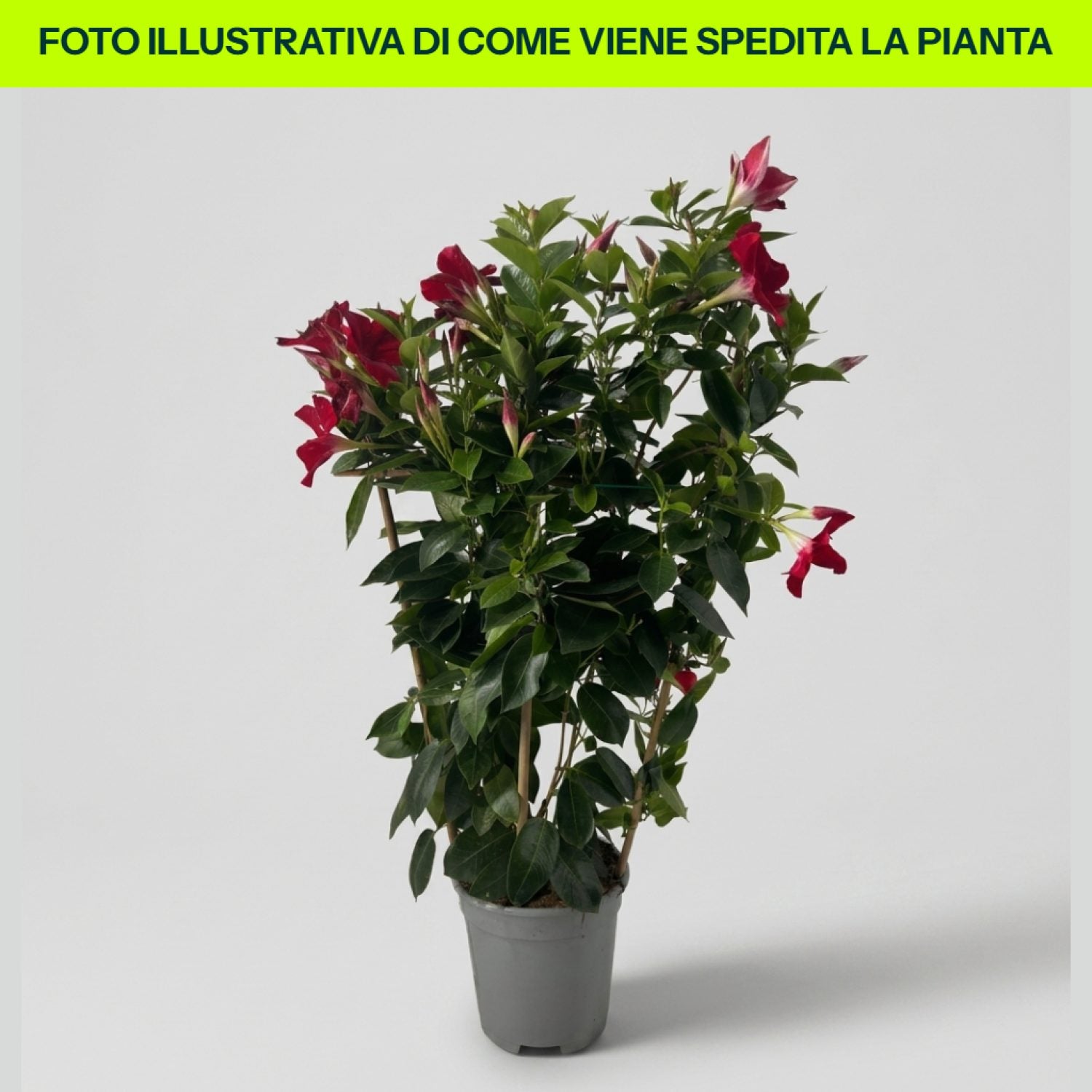 Dipladenia Rossa Con Spalliera in vaso da 18cm