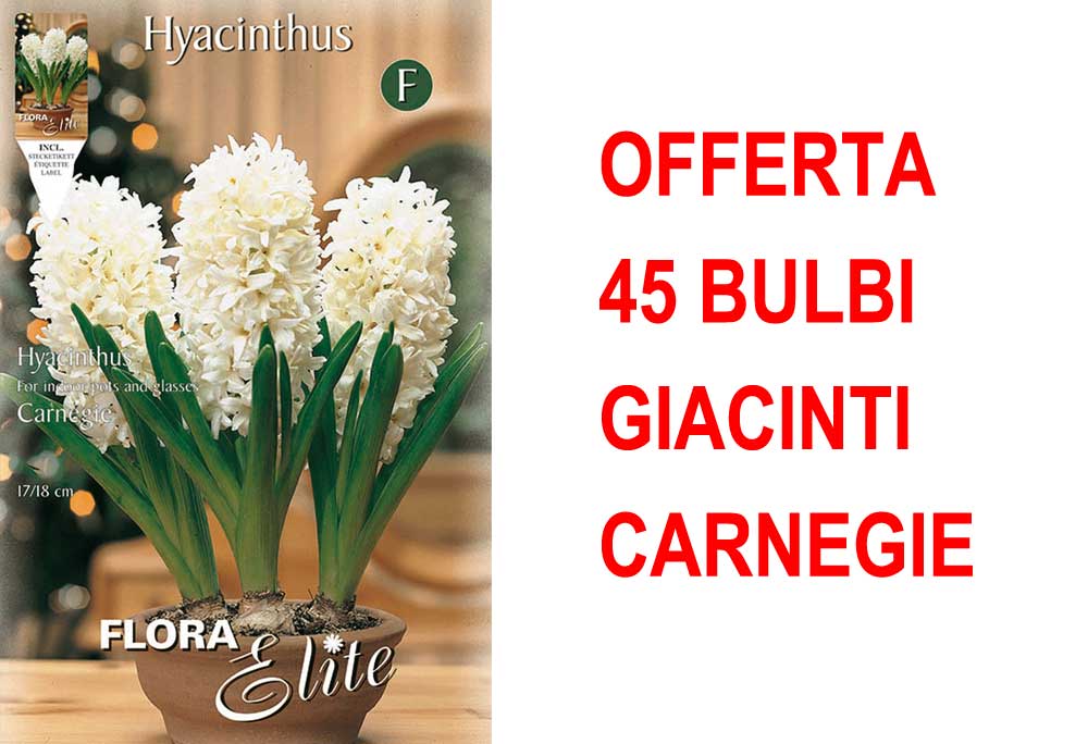 OFFERTA 45 BULBI GIACINTO CARNEGIE