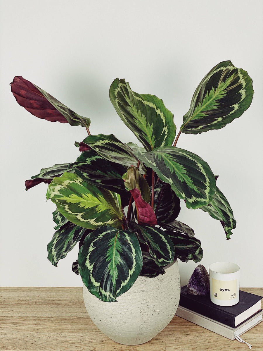 CALATHEA MEDAILLON IN VASO 19CM