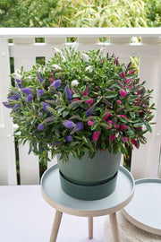 HEBE ADDENDA TRIO VASO 23CM