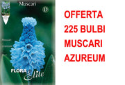 OFFERTA 225 BULBI MUSCARI AZUREUM
