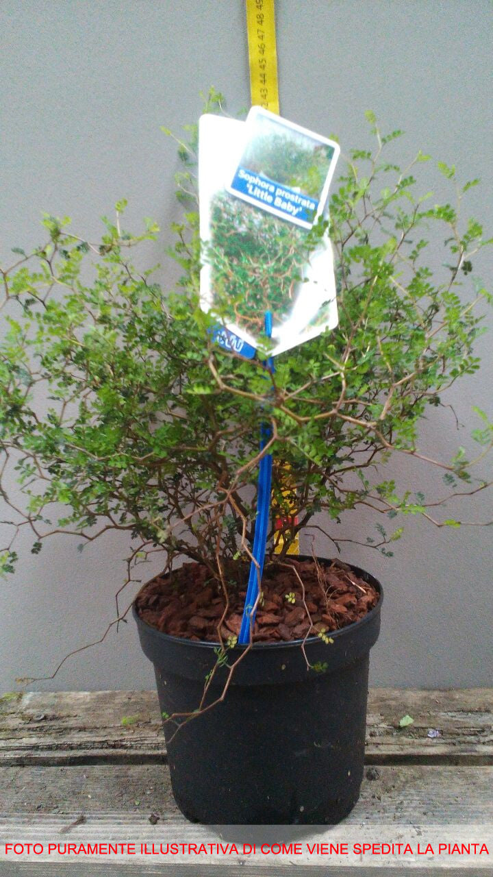 SOPHORA PROSTRATA LITTLE BABY IN VASO 16CM