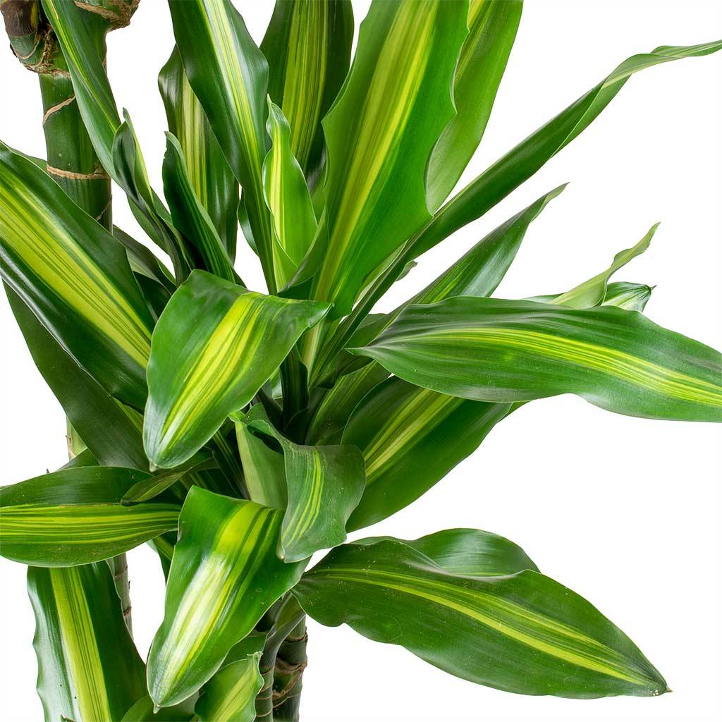 DRACENA CINTHO TRONCHETTO DELLA FELICITÀ VASO 19CM