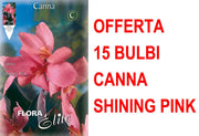OFFERTA 15 BULBI CANNA BROWNLEAVED  SHINING PINK