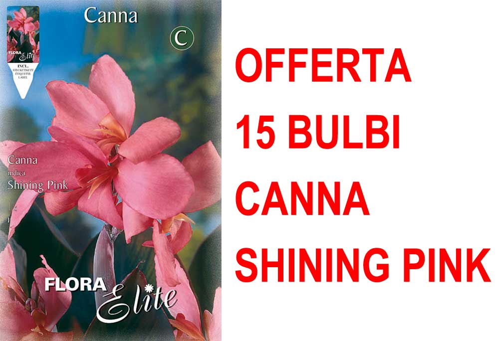 OFFERTA 15 BULBI CANNA BROWNLEAVED  SHINING PINK