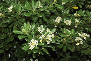 PITTOSPORUM PITTOSPORO TOBIRA VASO 24CM