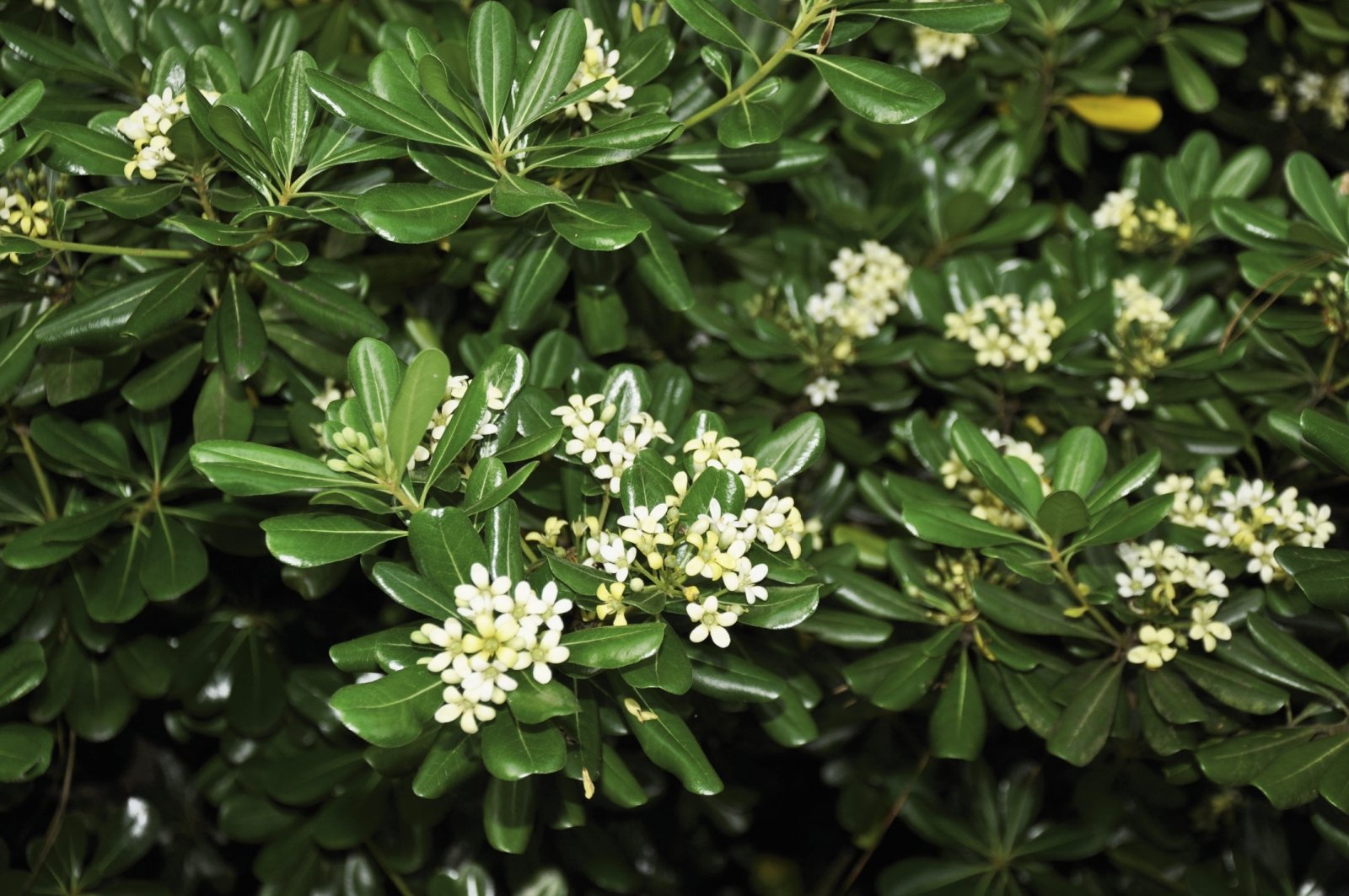 PITTOSPORUM PITTOSPORO TOBIRA VASO 18CM