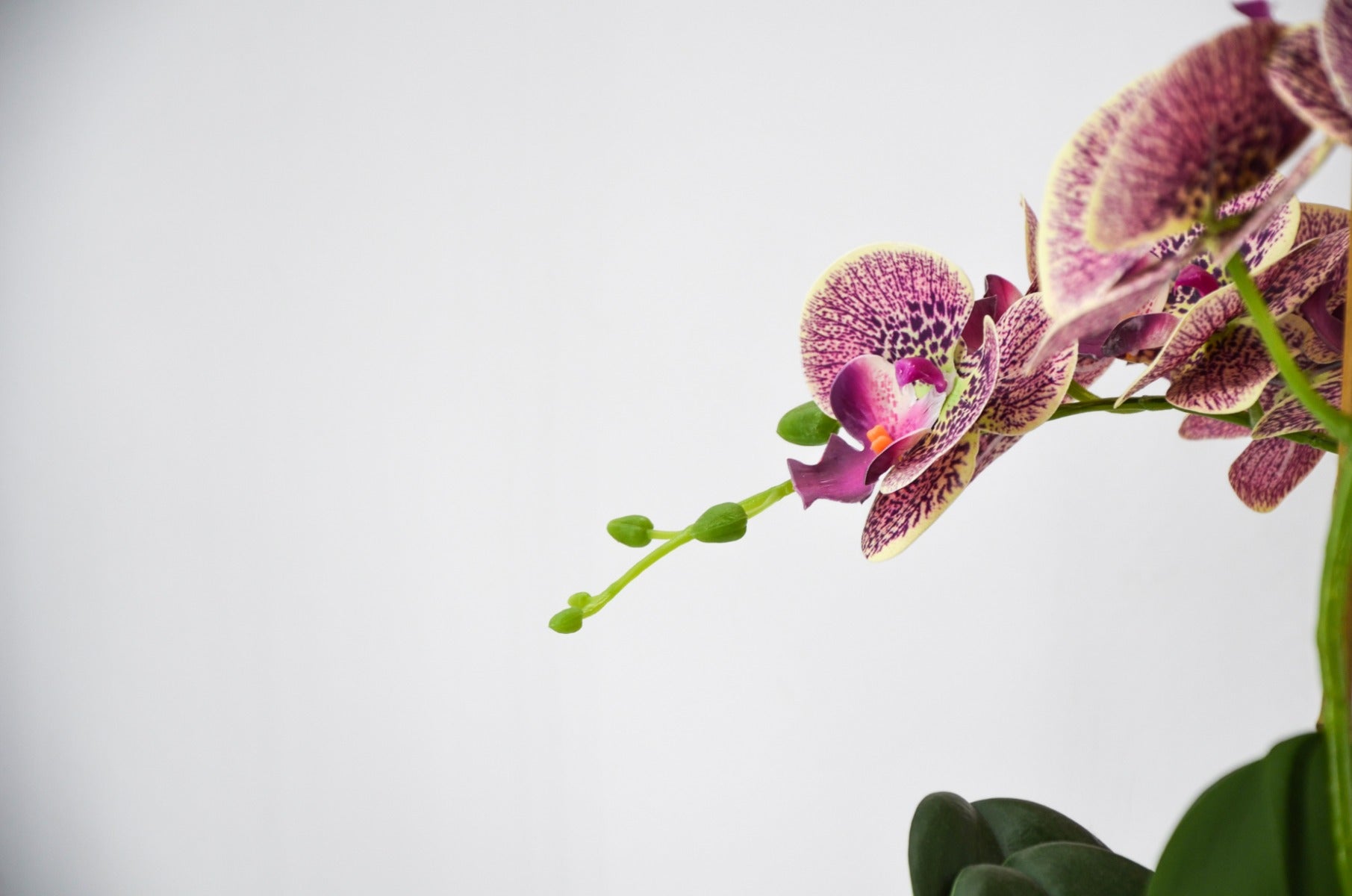 PHALAENOPSIS ORCHIDEA ARTIFICIALE 100CM CON VASO OVALE ROSA