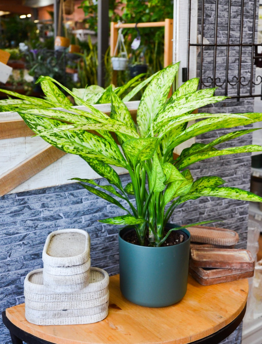 Dieffenbachia vesuvio in vaso 17cm + Coprivaso a Scelta
