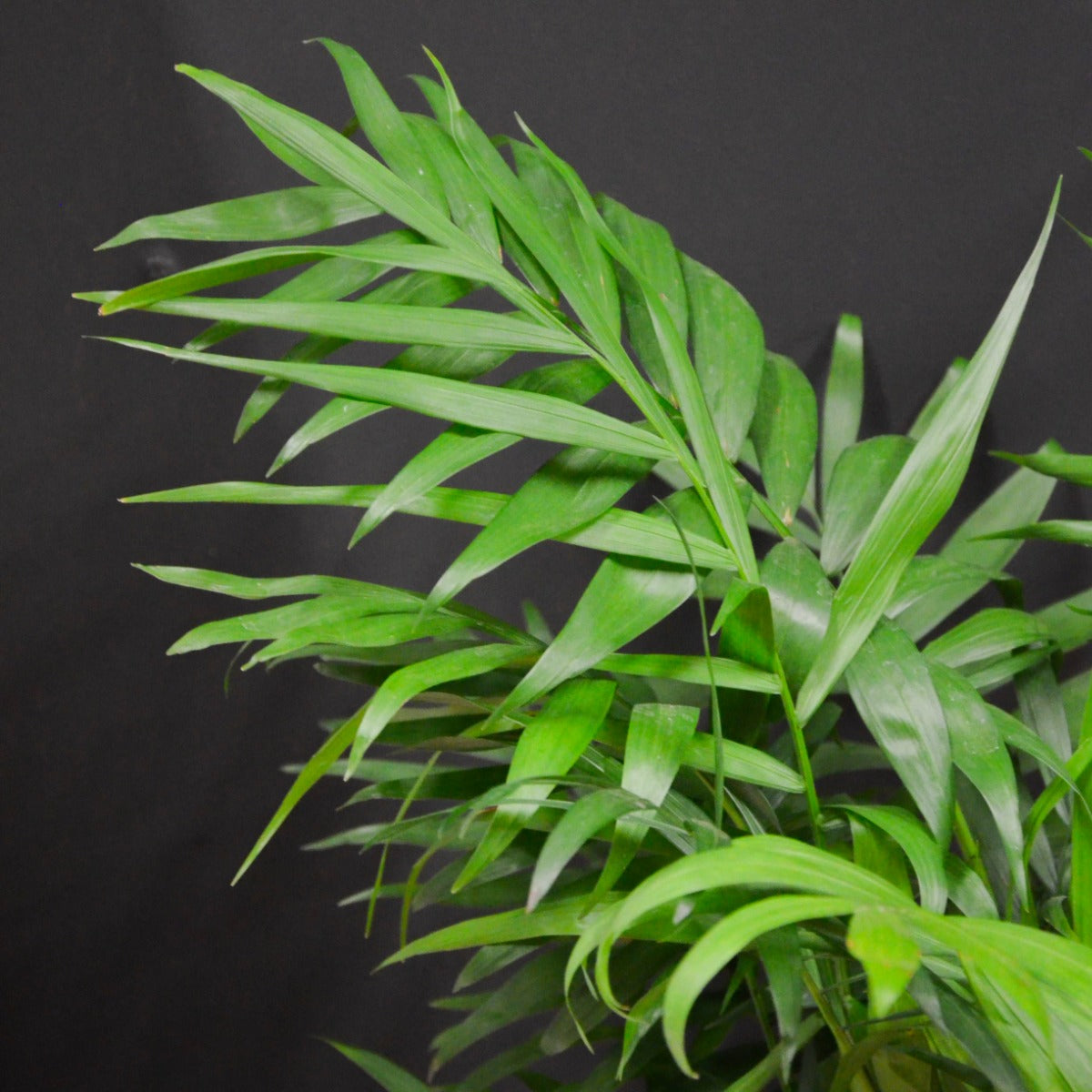 CHAMAEDOREA IN VASO 17CM + COPRIVASO A SCELTA