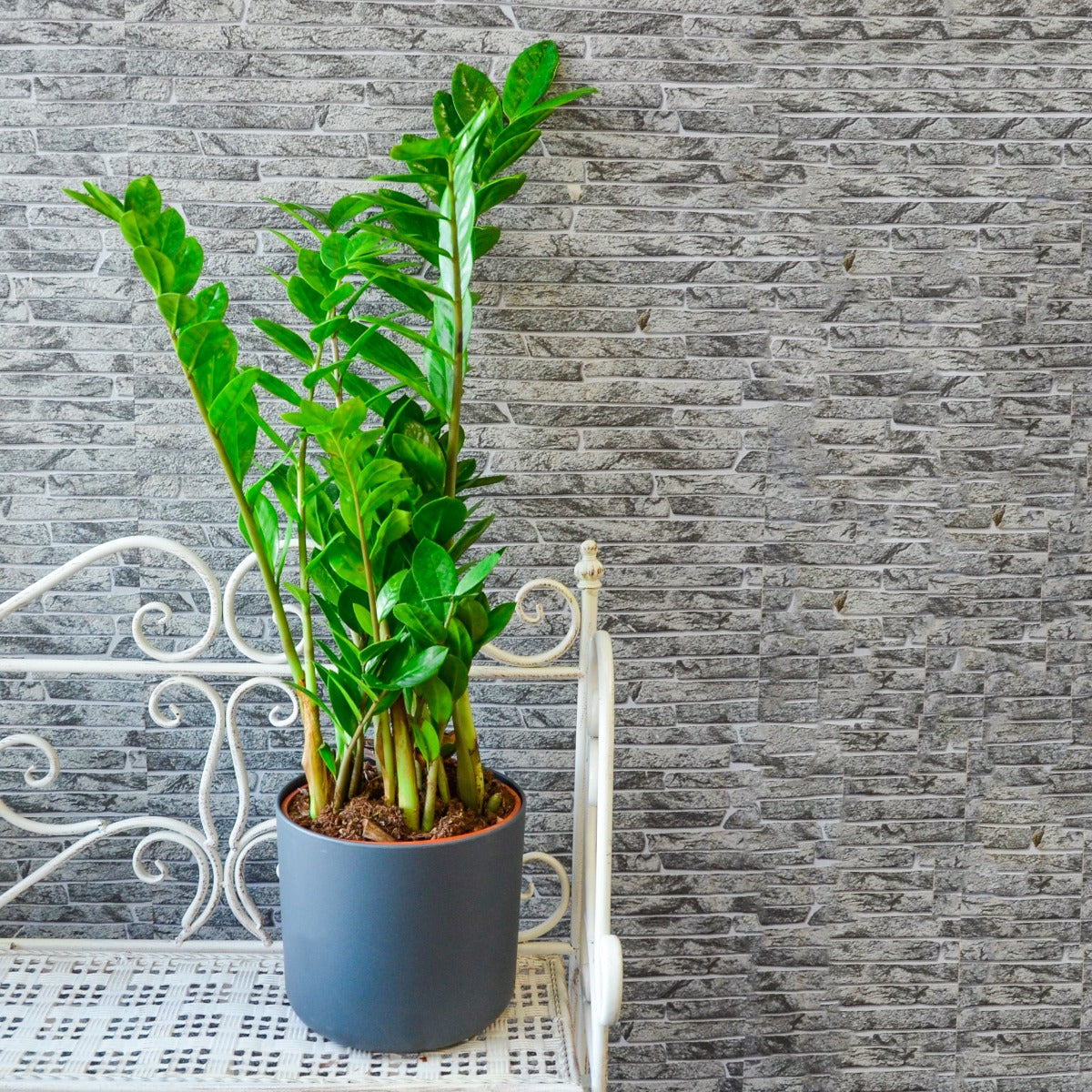 ZAMIOCULCAS EN POT DE 17 CM + COUVERCLE DE VOTRE CHOIX