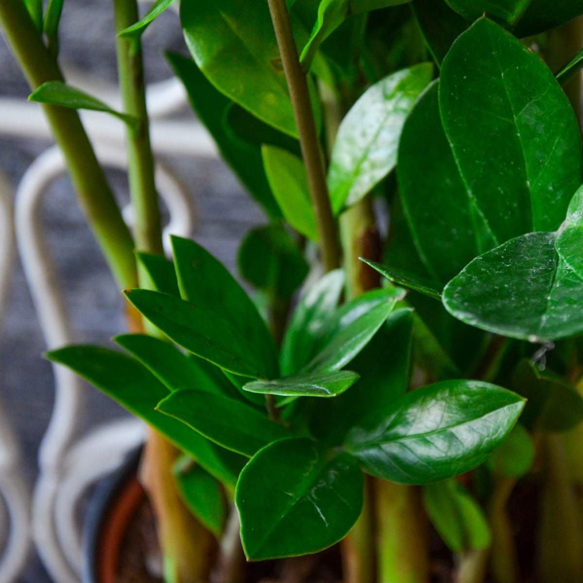 ZAMIOCULCAS IN VASO 17CM + COPRIVASO A SCELTA