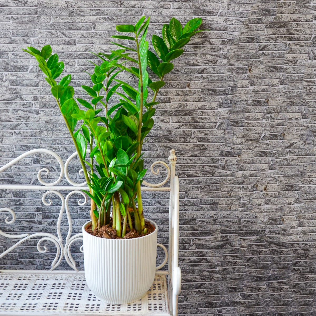 ZAMIOCULCAS EN POT DE 17 CM + COUVERCLE DE VOTRE CHOIX