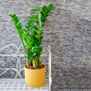 ZAMIOCULCAS IN VASO 17CM + COPRIVASO A SCELTA