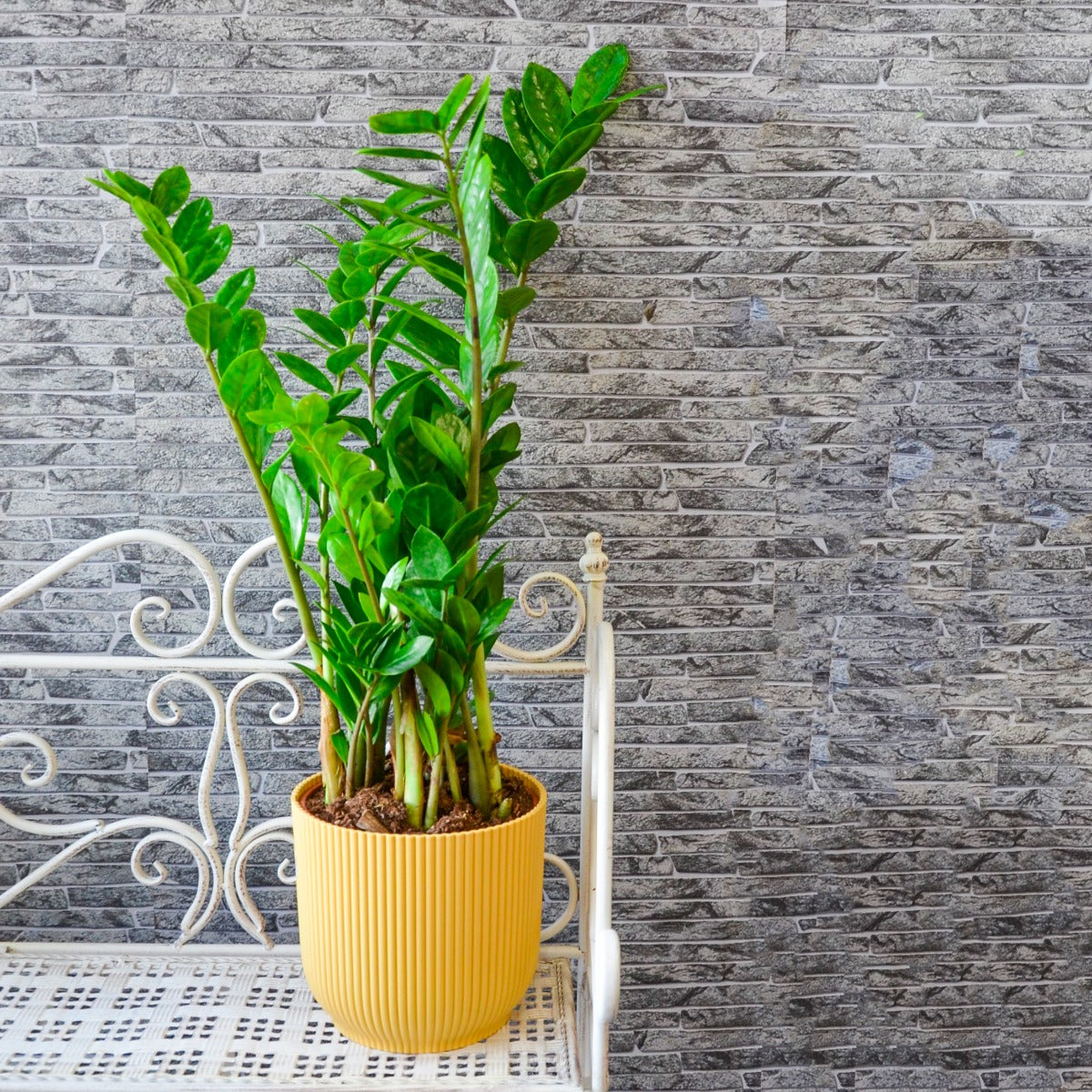 ZAMIOCULCAS IN VASO 17CM + COPRIVASO A SCELTA