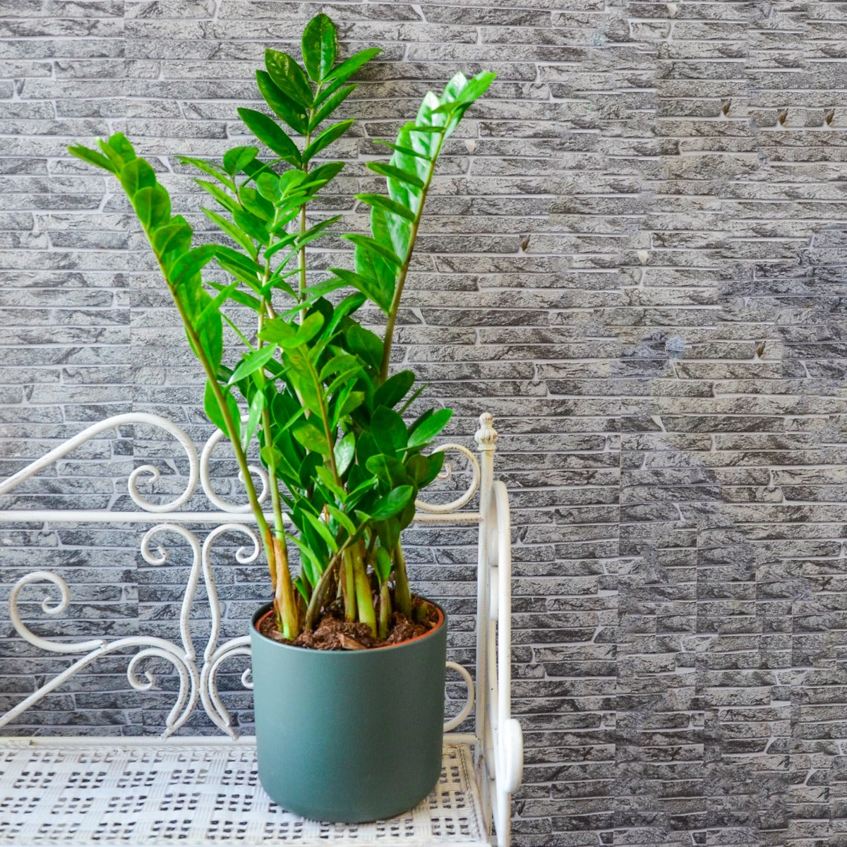 ZAMIOCULCAS EN POT DE 17 CM + COUVERCLE DE VOTRE CHOIX