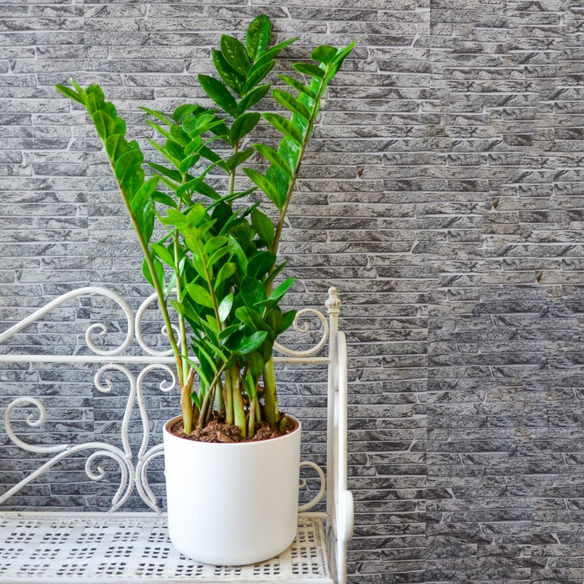 ZAMIOCULCAS EN POT DE 17 CM + COUVERCLE DE VOTRE CHOIX