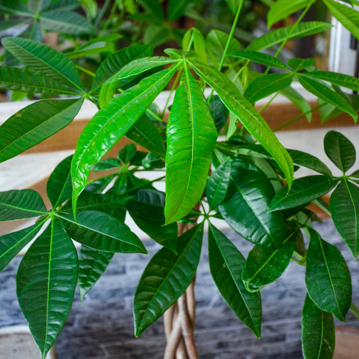 PACHIRA ACQUATICA IN VASO 15CM + COPRIVASO A SCELTA