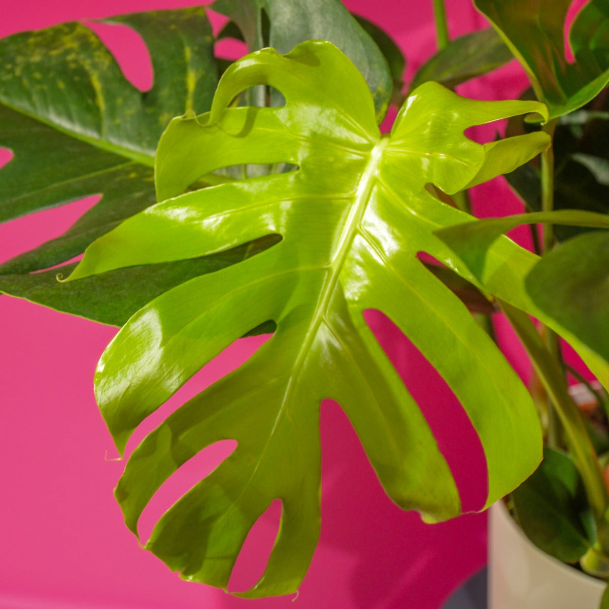 PHILODENDRON MONSTERA IN VASO 25CM + COPRIVASO A SCELTA