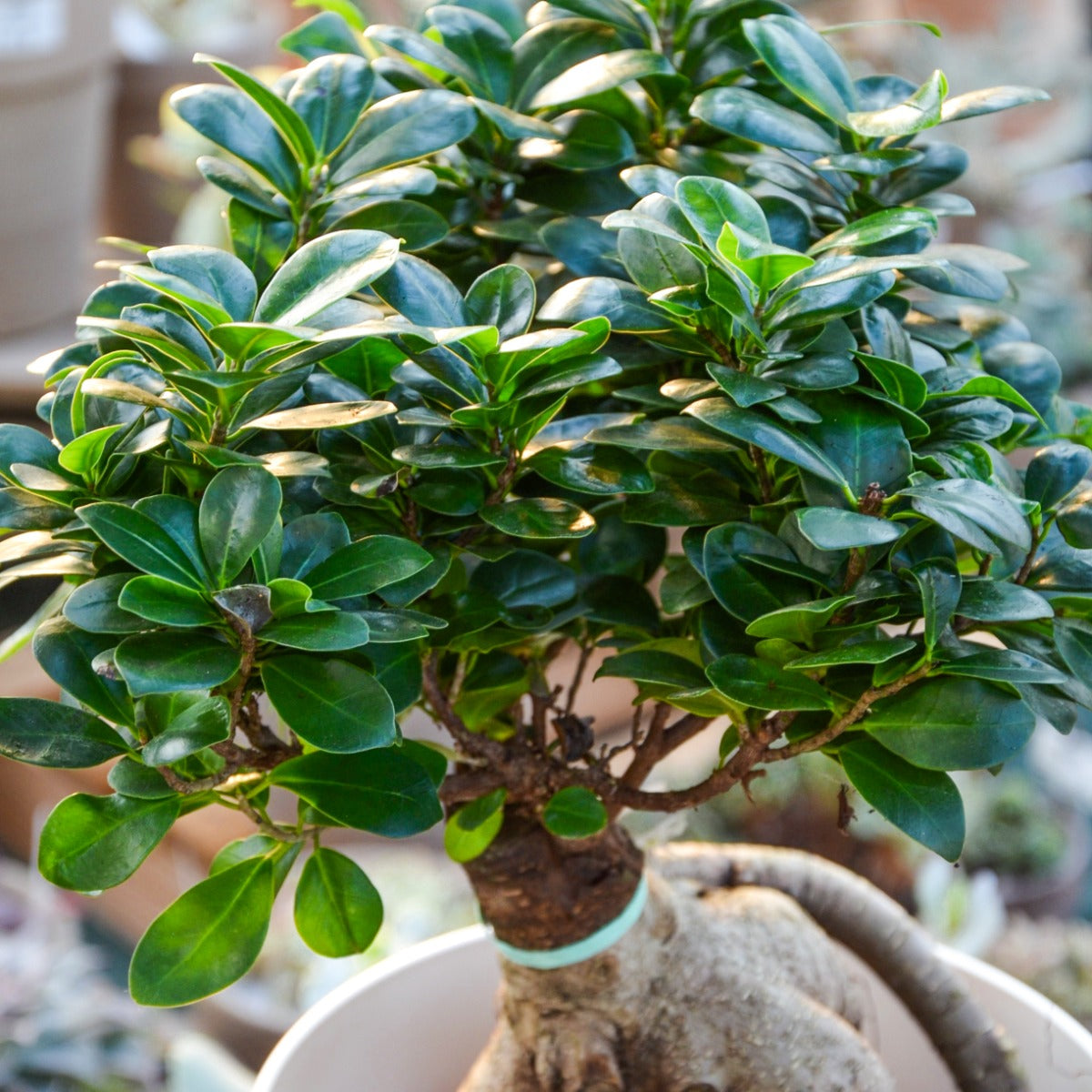 BONSAI FICUS GINSENG IN VASO 20CM + COPRIVASO A SCELTA