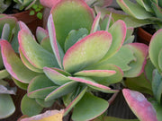 KALANCHOE THYRSIFLORA IN VASO 11CM