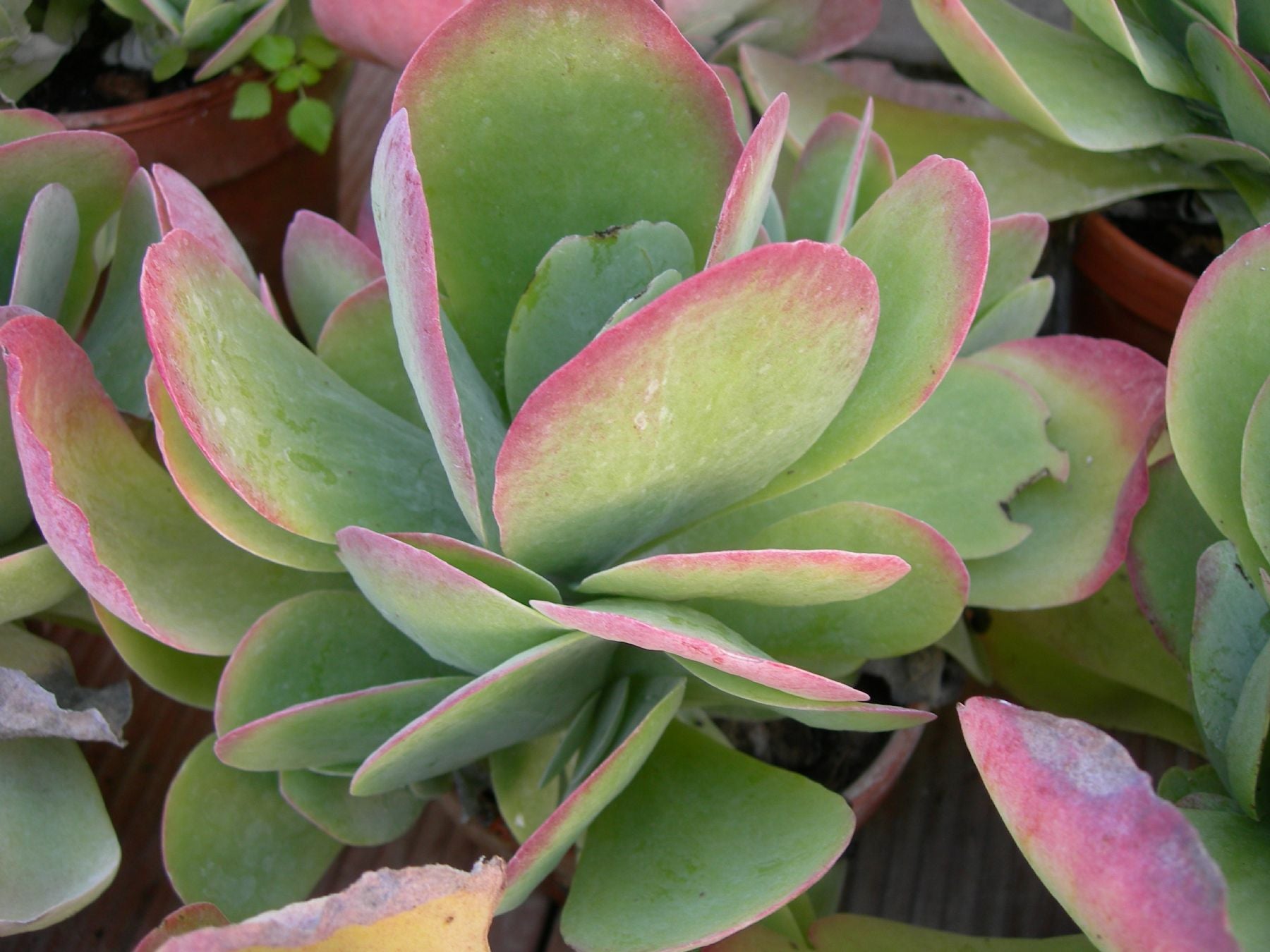 KALANCHOE THYRSIFLORA IN VASO 11CM