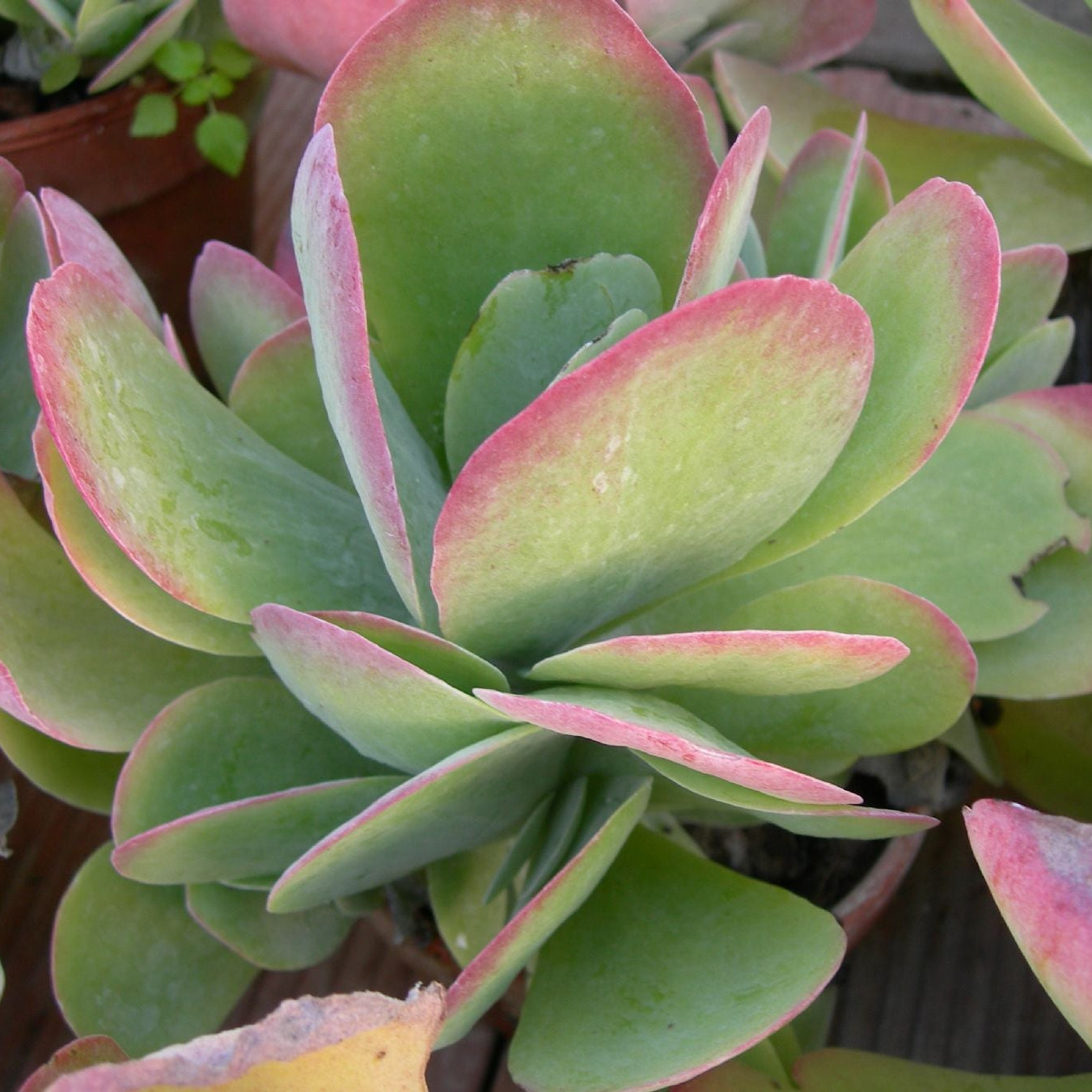 KALANCHOE THYRSIFLORA IN VASO 13CM