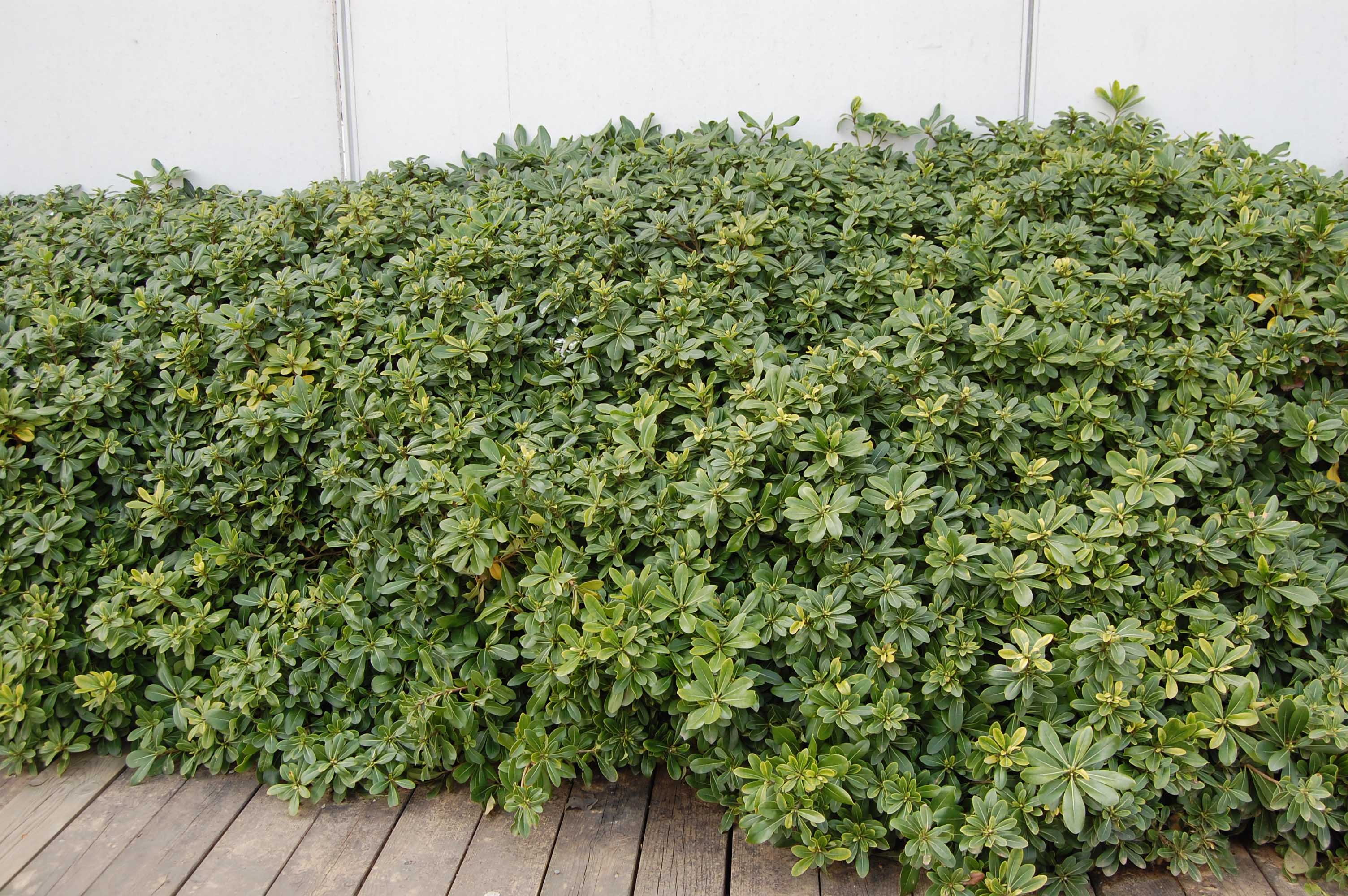 PITTOSPORUM PITTOSPORO TOBIRA VASO 18CM