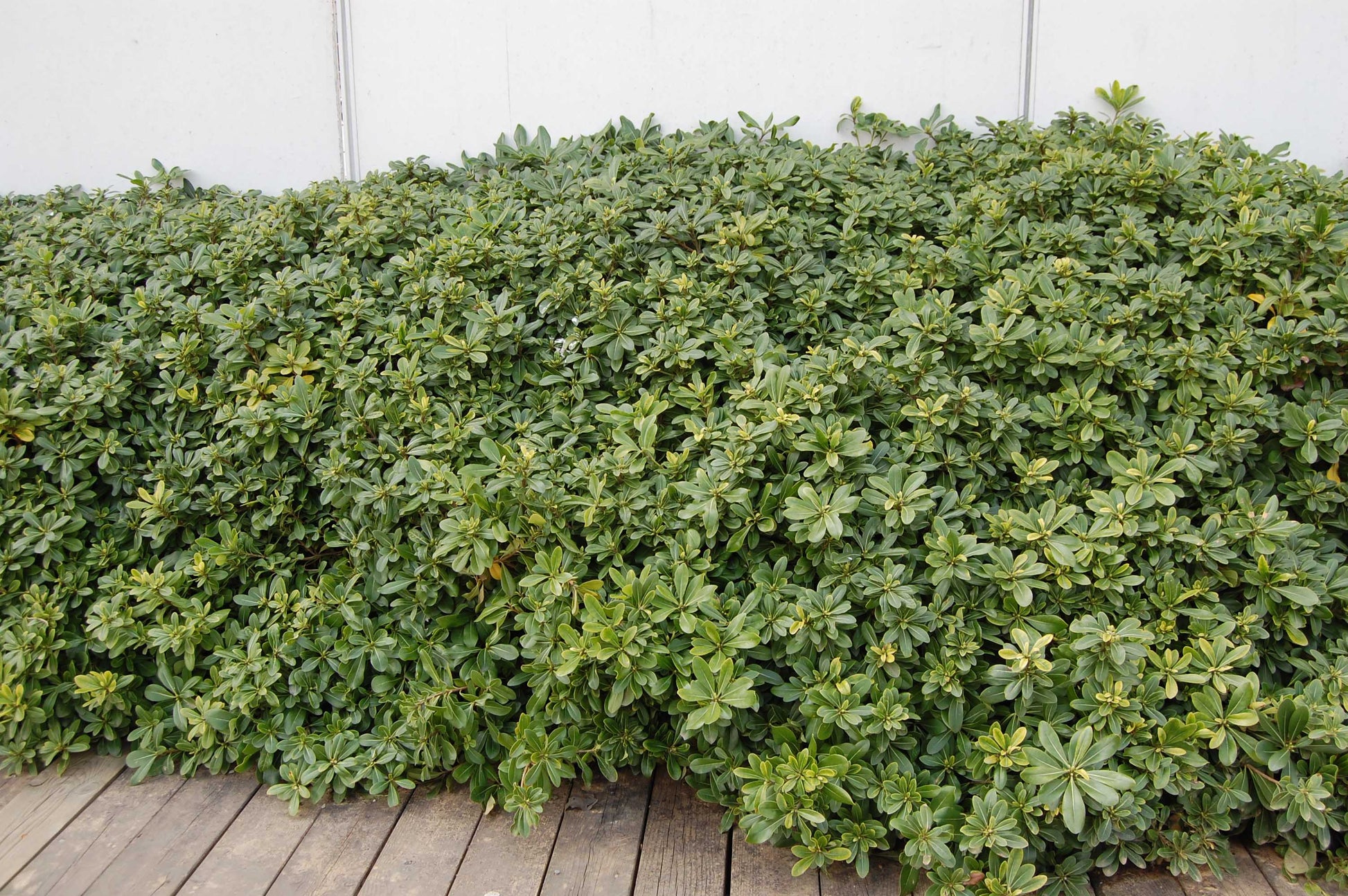 PITTOSPORUM PITTOSPORO TOBIRA VASO 17CM