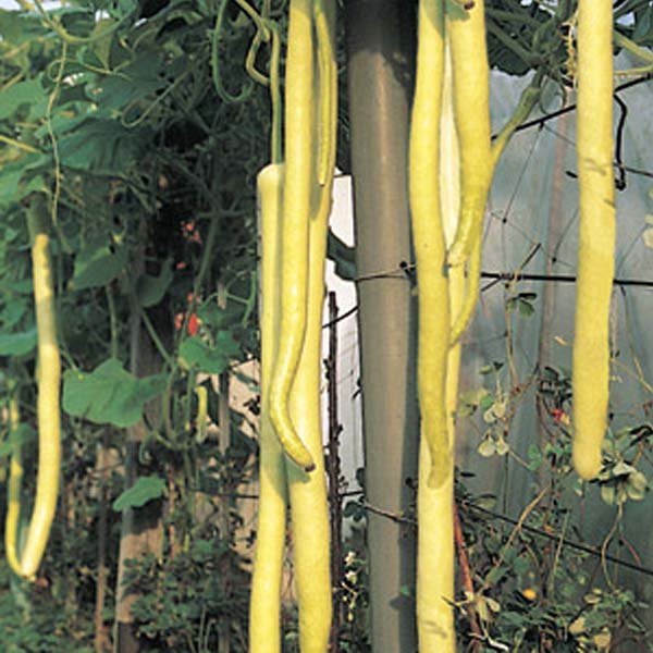 15 PIANTE IN VASO Ø10CM DI ZUCCA SICILIANA LAGENARIA DA PERGOLA
