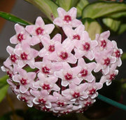 HOYA TRICOLOR BORDVARE VASO 12CM