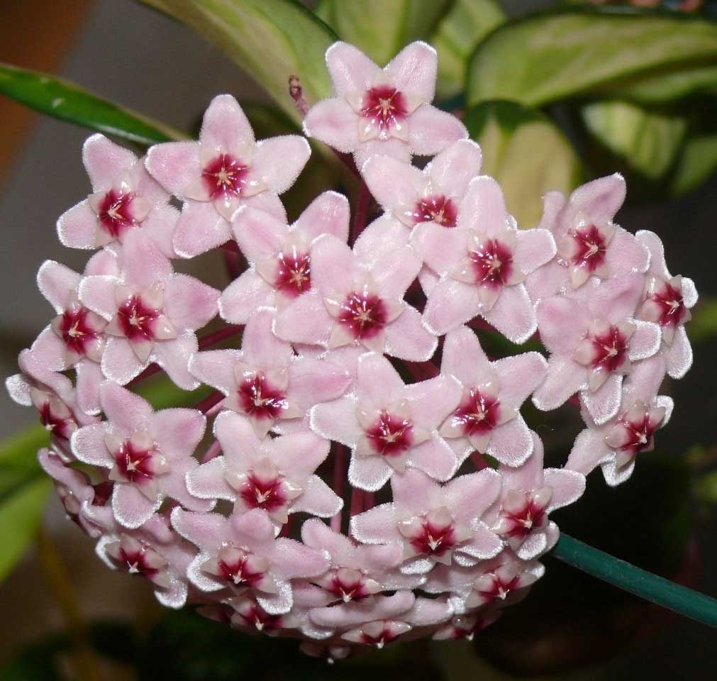 HOYA CARNOSA VARIEGATA FIORE DI CERA VASO 14CM