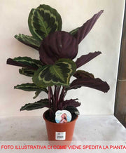 CALATHEA MEDAILLON IN VASO 19CM
