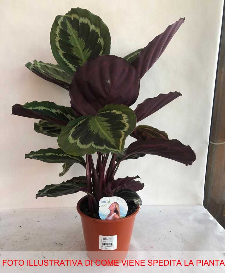 CALATHEA MEDAILLON IN VASO 19CM