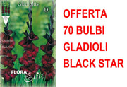 OFFERTA 70 BULBI GLADIOLI A FIORI GRANDI BACK STAR