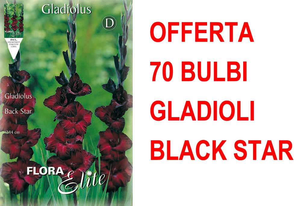 OFFERTA 70 BULBI GLADIOLI A FIORI GRANDI BACK STAR