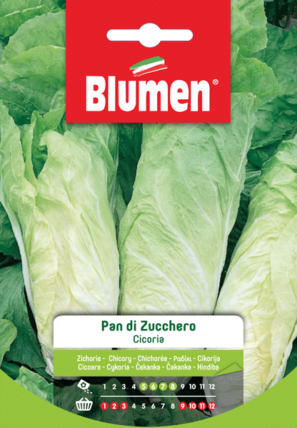 SEMI DI CICORIA PAN DI ZUCCHERO