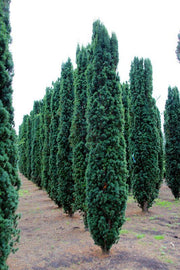 TAXUS BACCATA FASTIGIATA ROBUSTA VASO 19CM