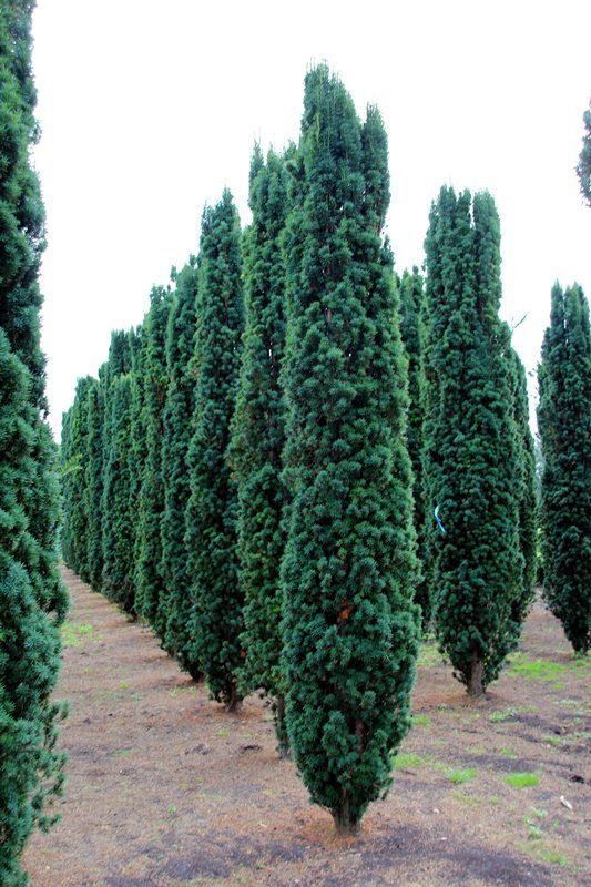 TAXUS BACCATA FASTIGIATA ROBUSTA VASO 19CM