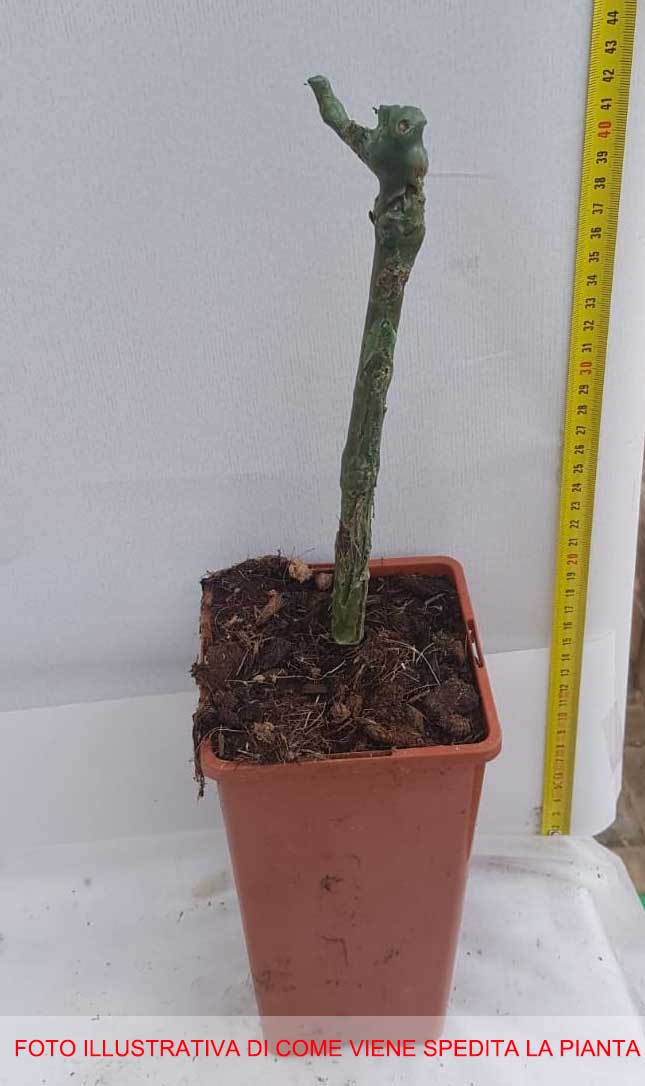 UVA MOSCATO VASO 2 LT
