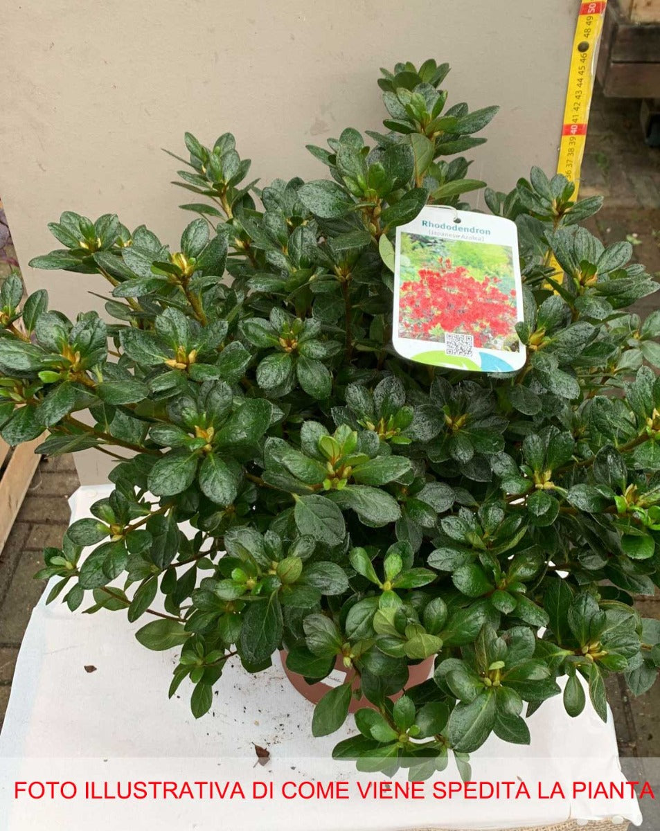 AZALEA JAPONICA RUSTICA ROSSA VASO 18CM