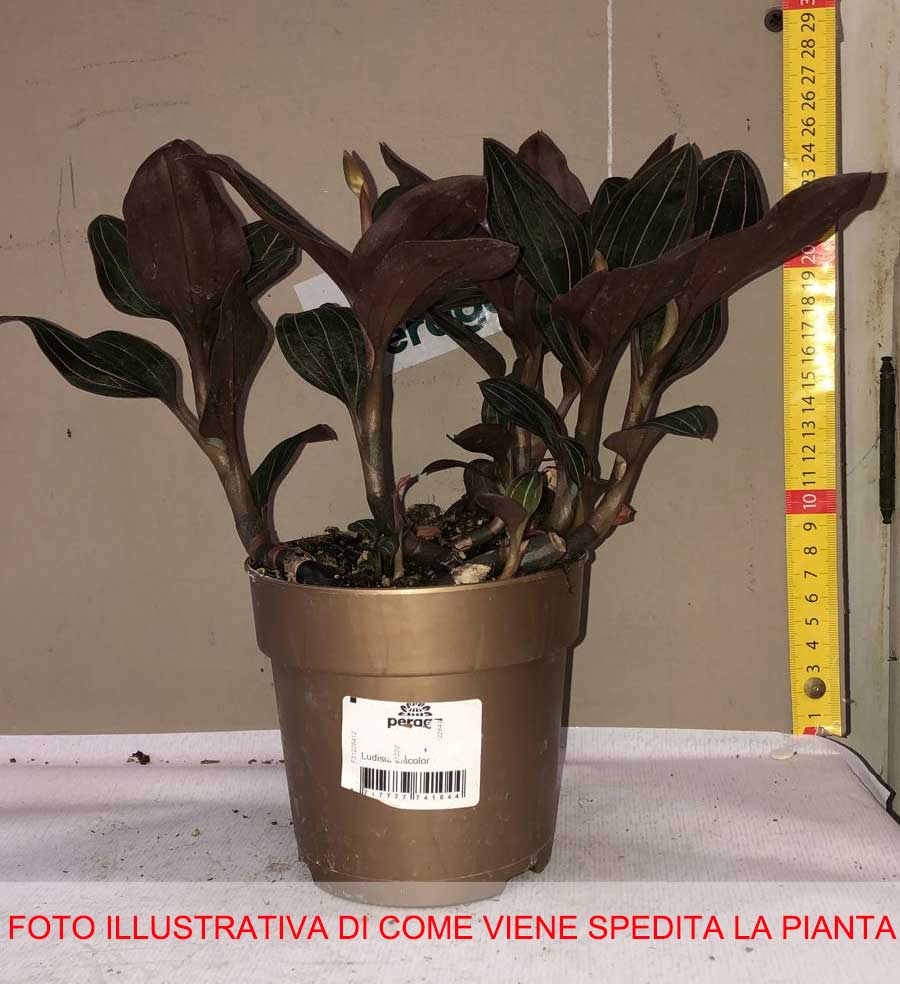 LUDISIA DISCOLOR ORCHIDEA GIOIELLO VASO 12CM