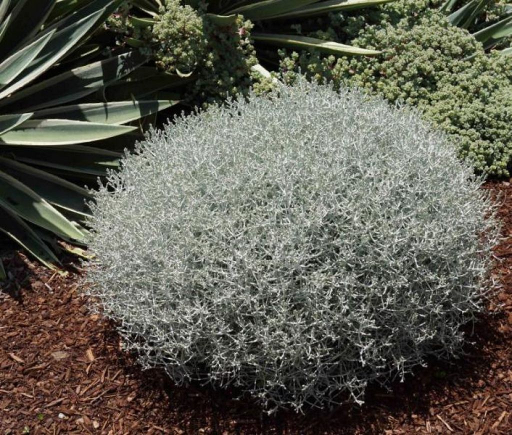CALOCEPHALUS BROWNII  VASO 15CM