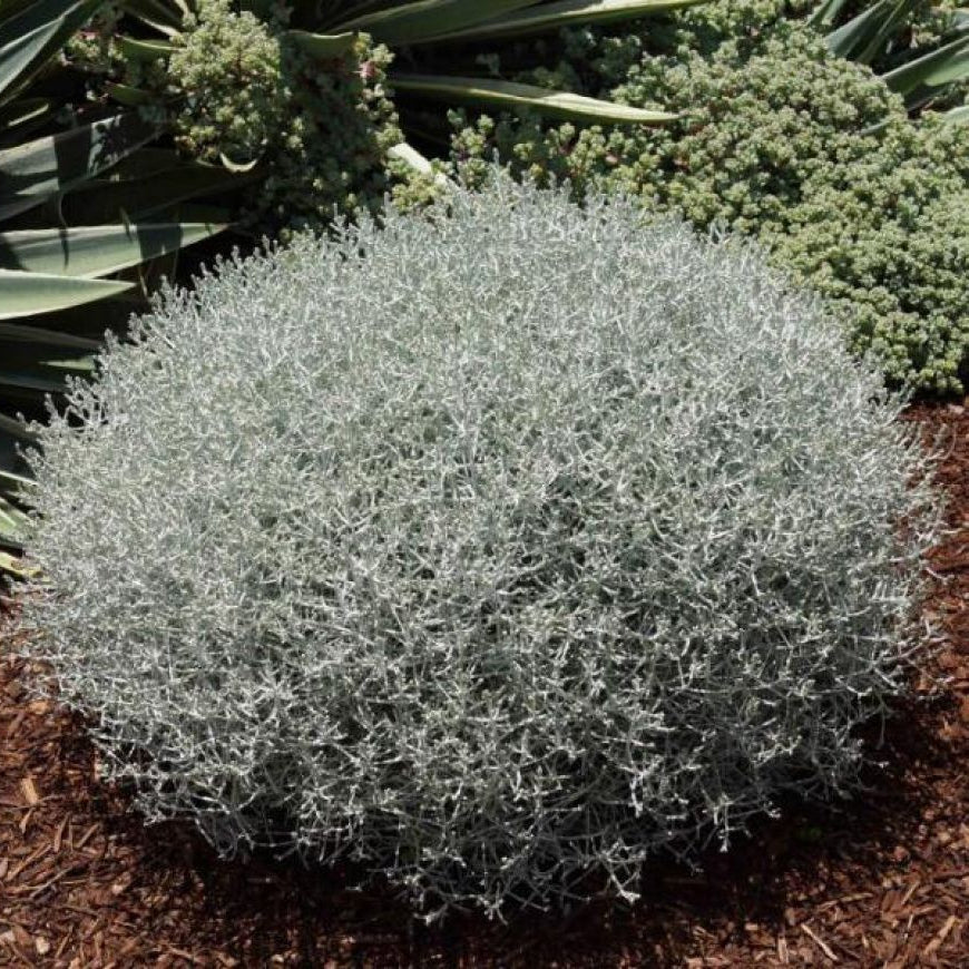 CALOCEPHALUS BROWNII  VASO 15CM
