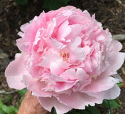 PEONIA LACTIFLORA ROSA VASO 13CM