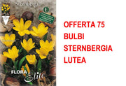 OFFERTA 75 BULBI STERNBERGIA LUTEA