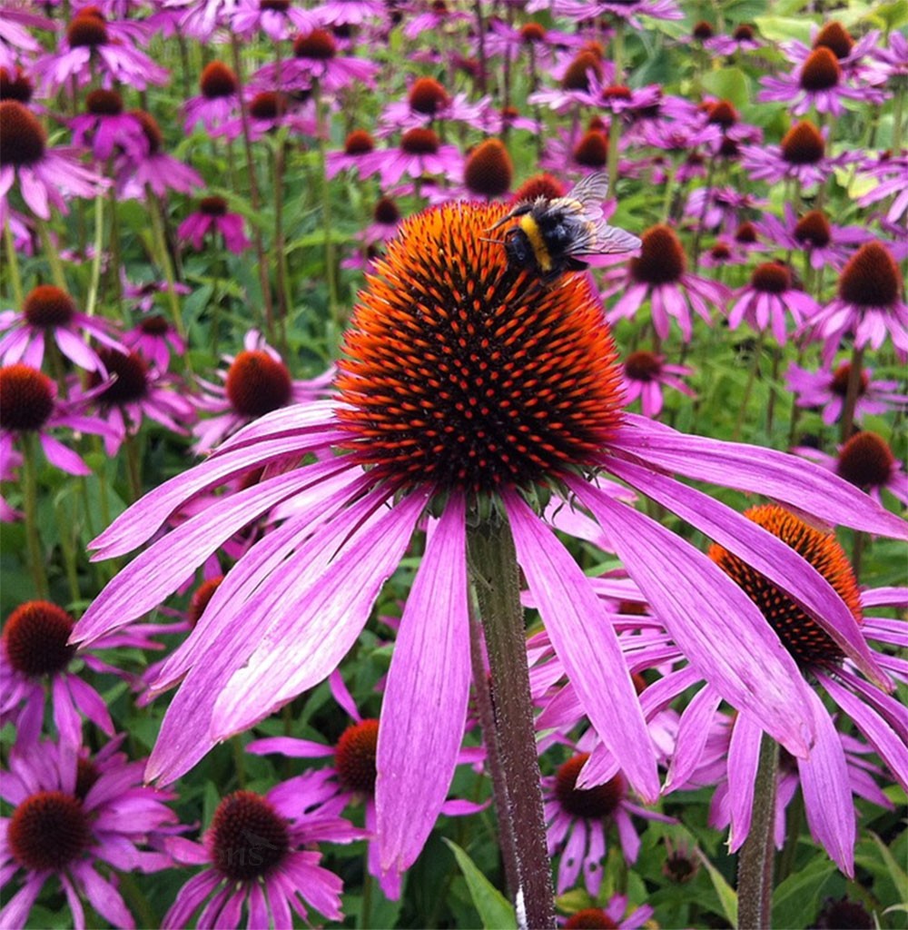 ECHINACEA PURPUREA VASO 18CM