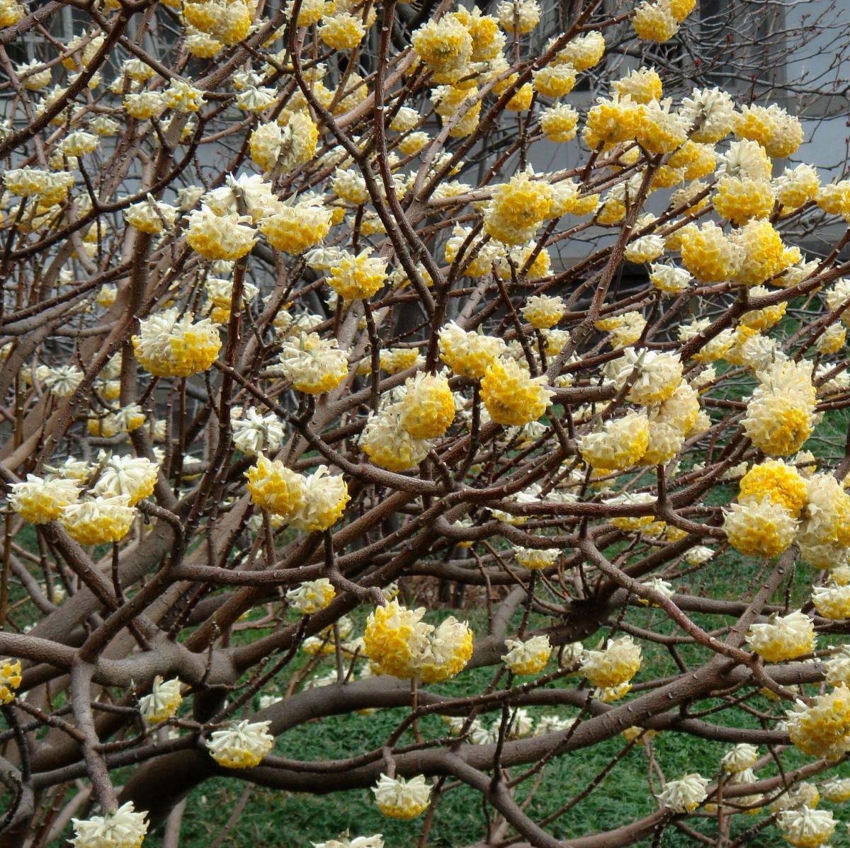 EDGEWORTHIA VASO 20CM