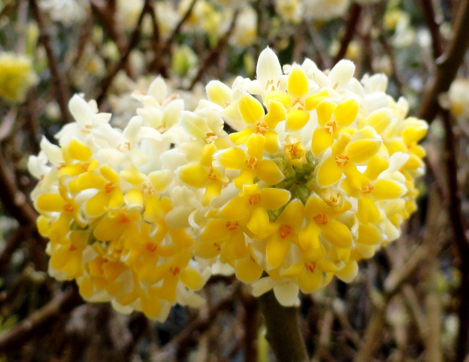 EDGEWORTHIA VASO 24CM